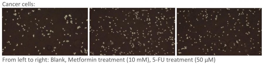 flow cytometry 1 cell morphology