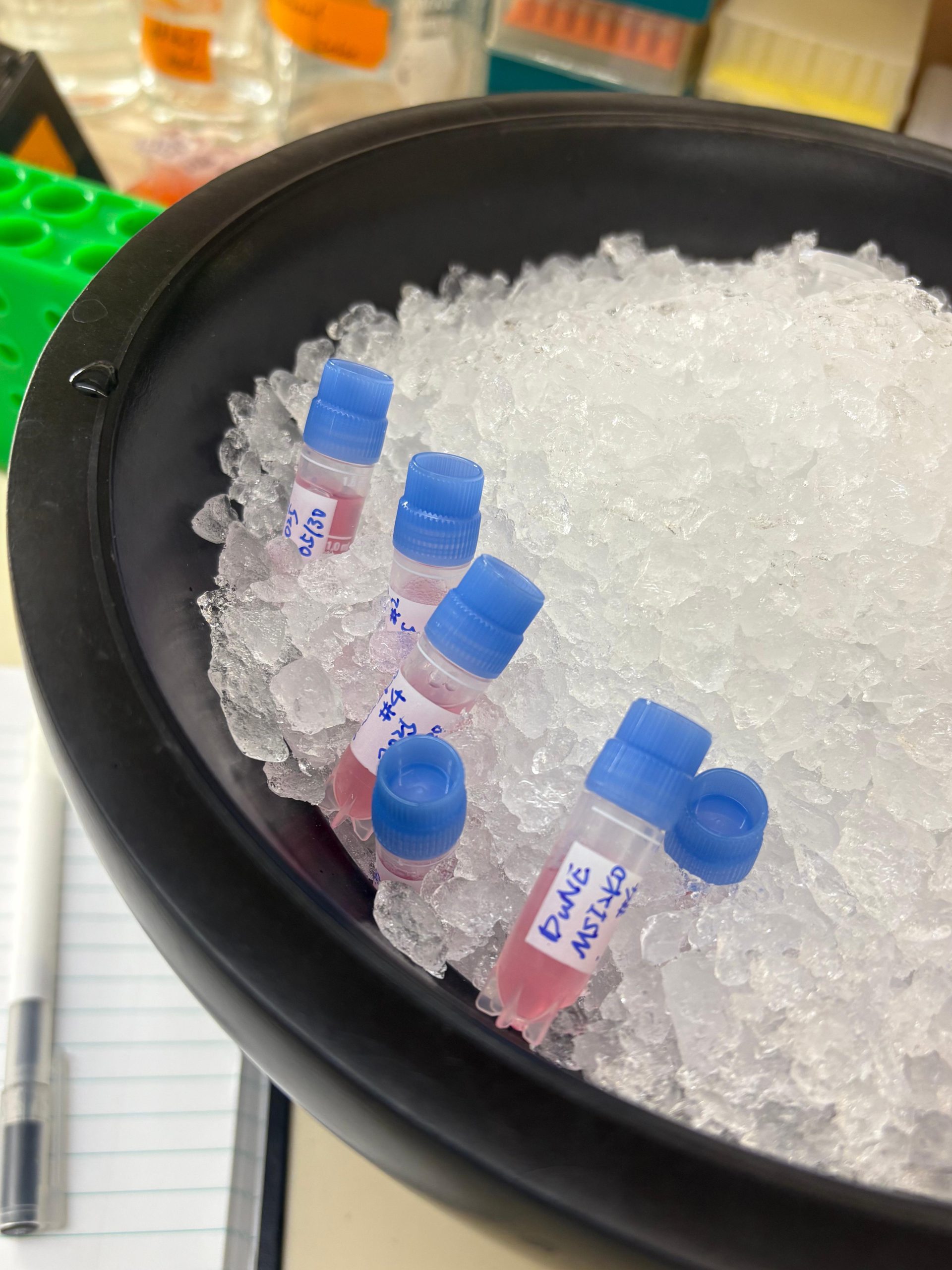 Frozen Cell Line Cell Culture - 探赜之路